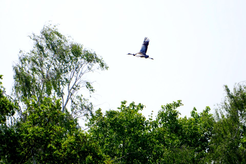 Kranich.Flug.2.Landschaftsschutzgebiet.Diedersdorf
