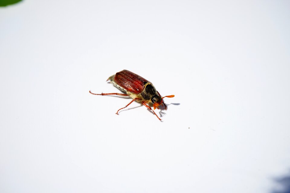 Insect krabbeltier spring