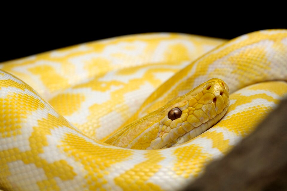 Yellow snake gad dangerous