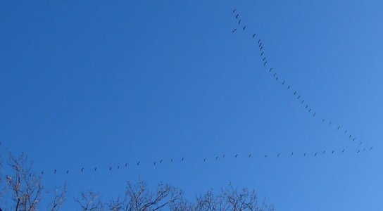 Kraniche in langgezogener V-Formation