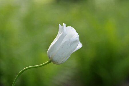 Single garden gentle