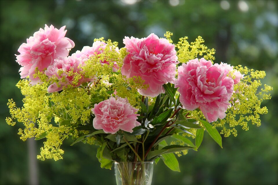 Summer flowers summer flowers