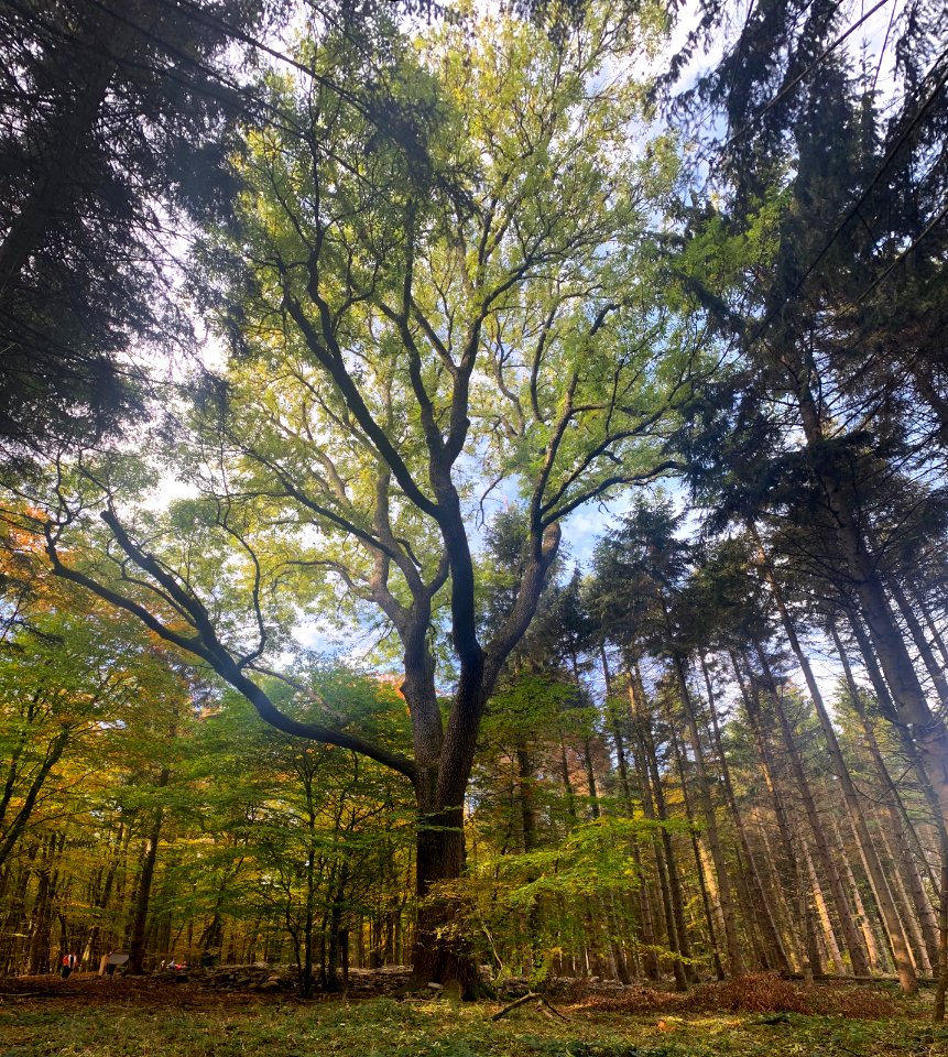 Kronberg, Esche an der Antoniuskapelle (1)