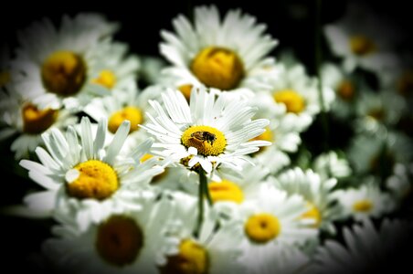 Flower chamomile white photo