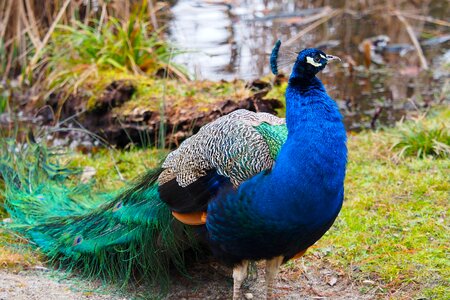 Bird animals animal