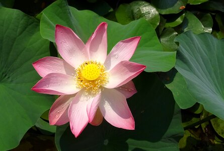 Nelumbo nucifera stamen photo