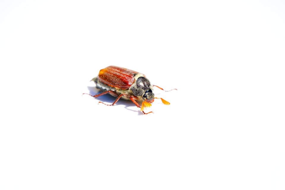 Insect krabbeltier spring