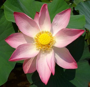 Nelumbo nucifera stamen photo