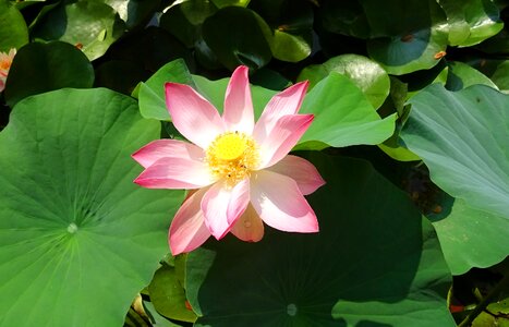 Nelumbo nucifera stamen photo