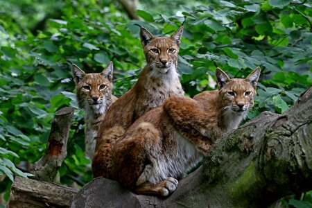 Group lynx family