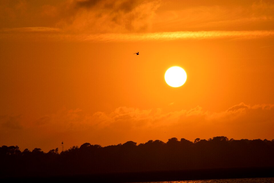 Avian pelicans flying sky