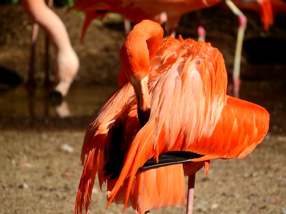 Fluffy clean feather