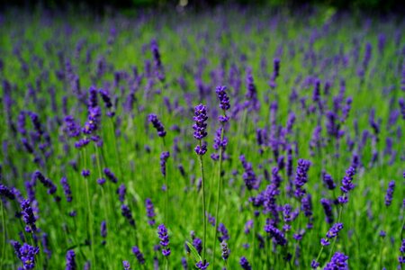 Purple wild plant wildblue photo