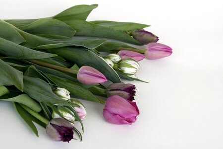 Purple white flowers