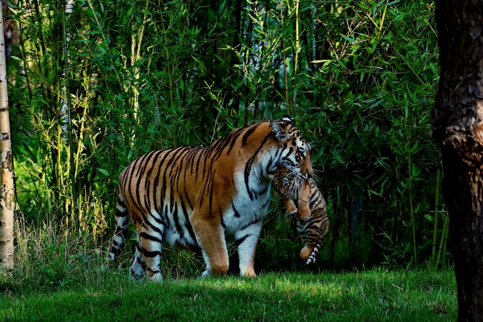 Tiger tiger baby mother and child photo
