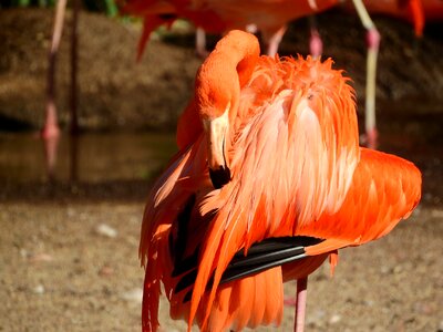 Fluffy clean feather