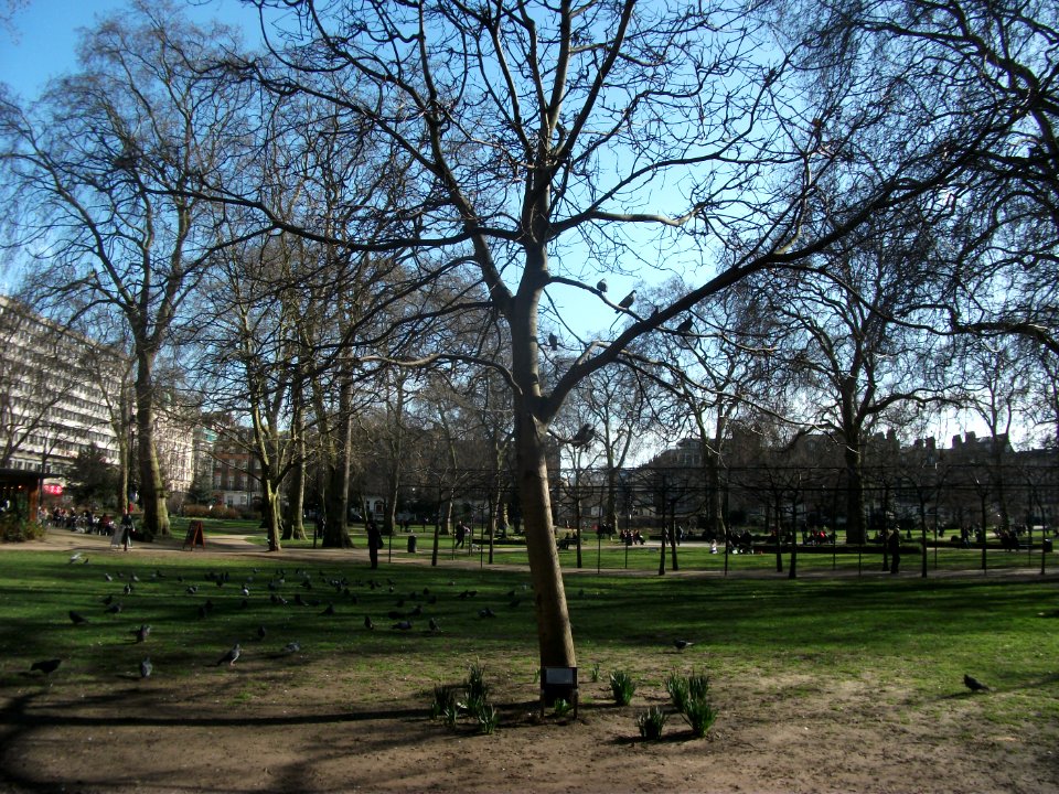 Krassó György Memory In London (Russel Square -2015)