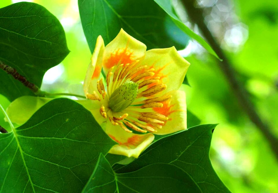 Tulip nature yellow green