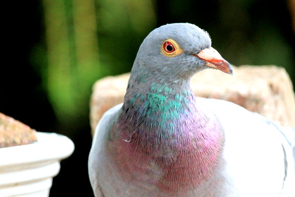 Bird animal feather
