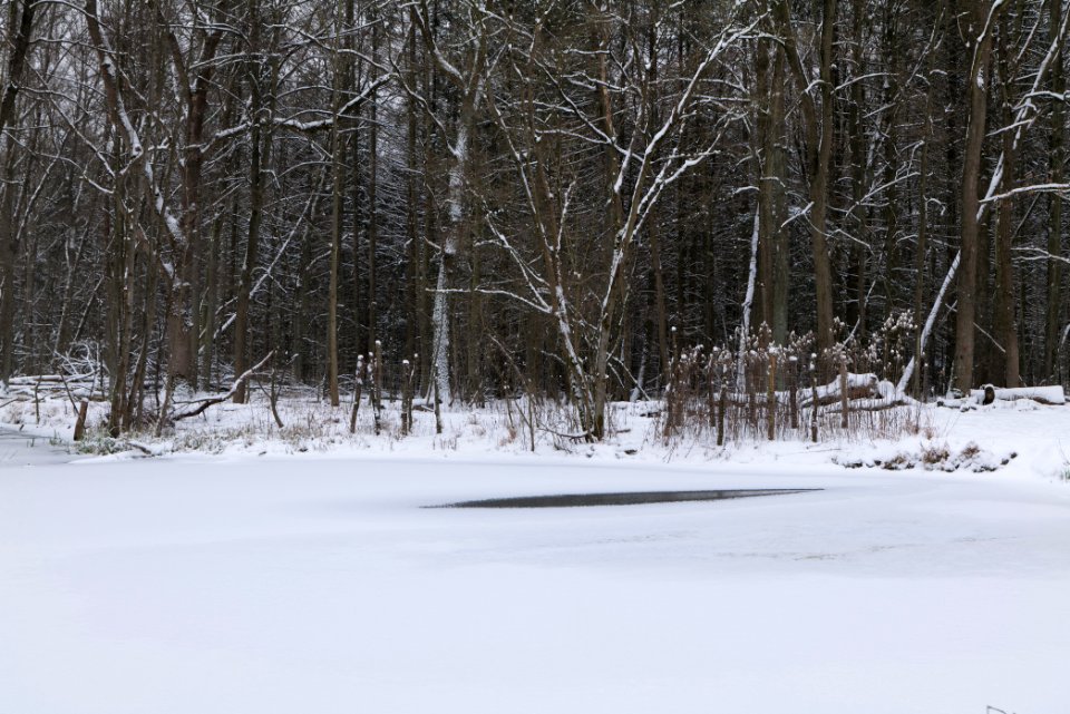 Kreuztränke Kuhlake Spandauer Forst with ice and snow 2021-02-09 04