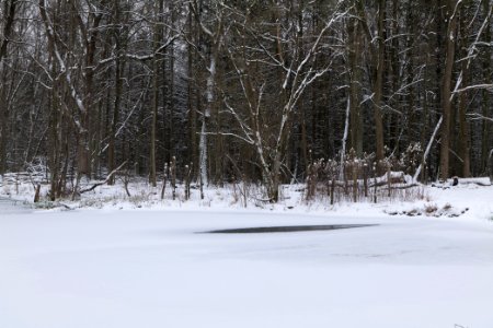 Kreuztränke Kuhlake Spandauer Forst with ice and snow 2021-02-09 04