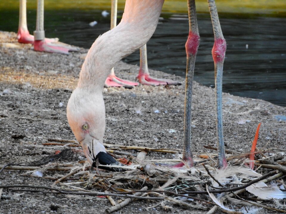 Beak long neck covey