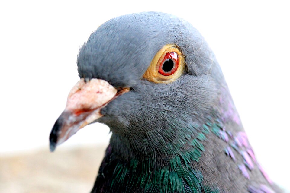 Bird animal feather photo