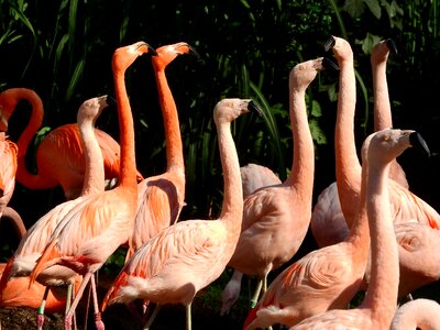 Flamingo beak long neck photo