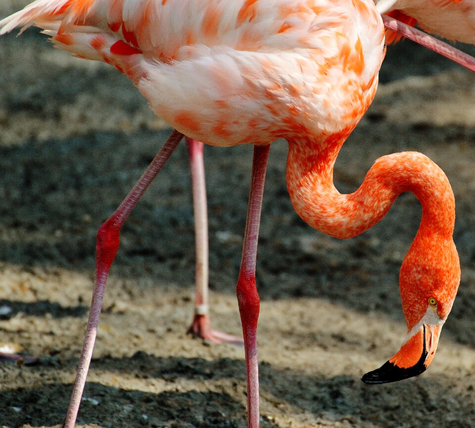 Bird colorful tierpark hellabrunn