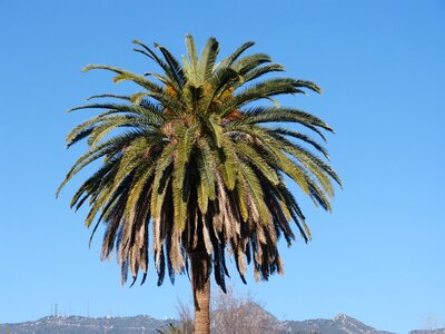 Nature california palm photo