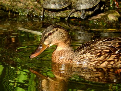 Duck floating outdoors