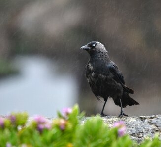 Rain bird feather photo