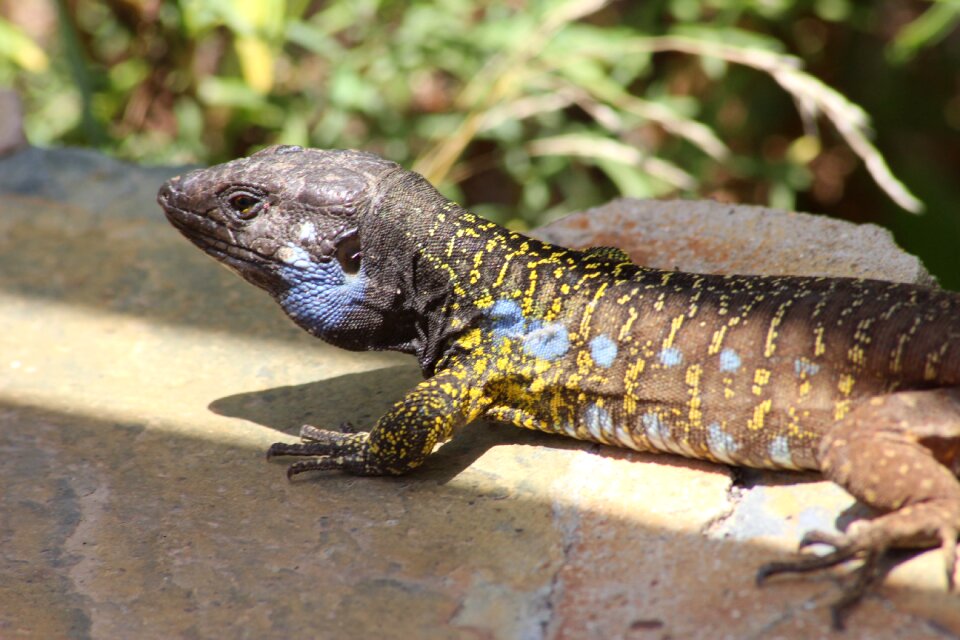 Lizard australia danger