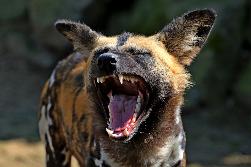 Laughs funny african wild dog