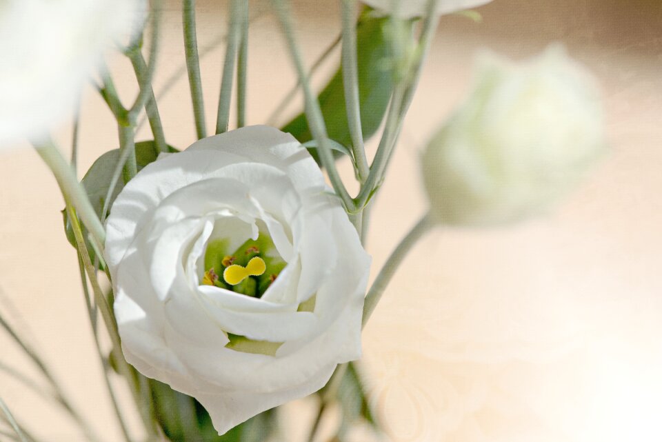 Bloom white white flower