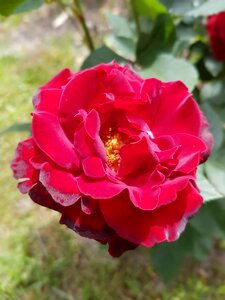 Red rose summer july photo