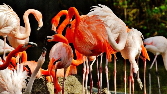 Birds colorful tierpark hellabrunn photo