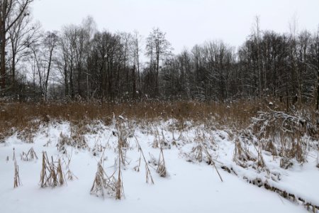 Kreuzgraben Spandauer Forst with ice and snow 2021-02-09 05