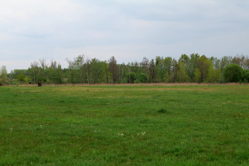 Kremmener Luch 2020-05-10 37
