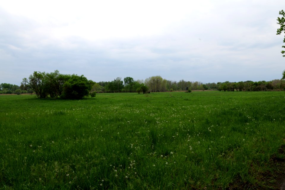 Kremmener Luch 2020-05-10 29