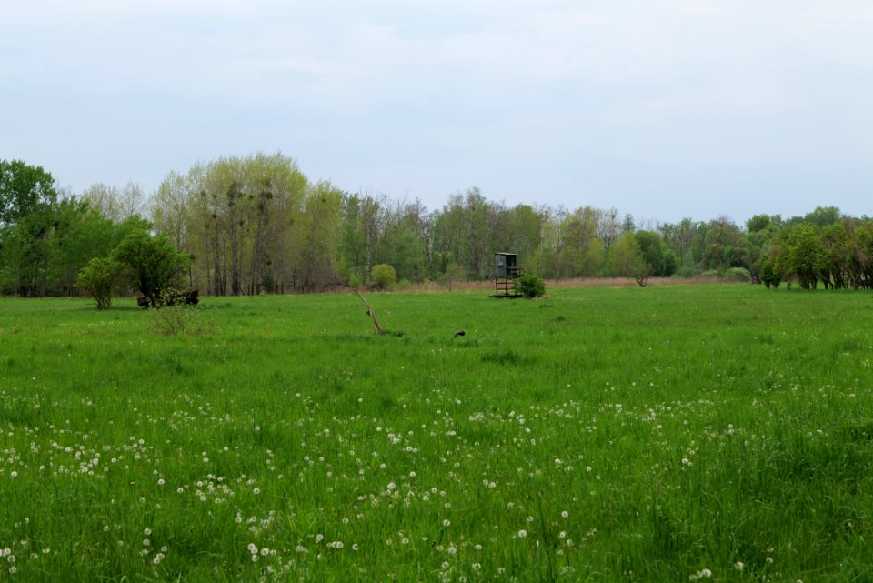 Kremmener Luch 2020-05-10 27