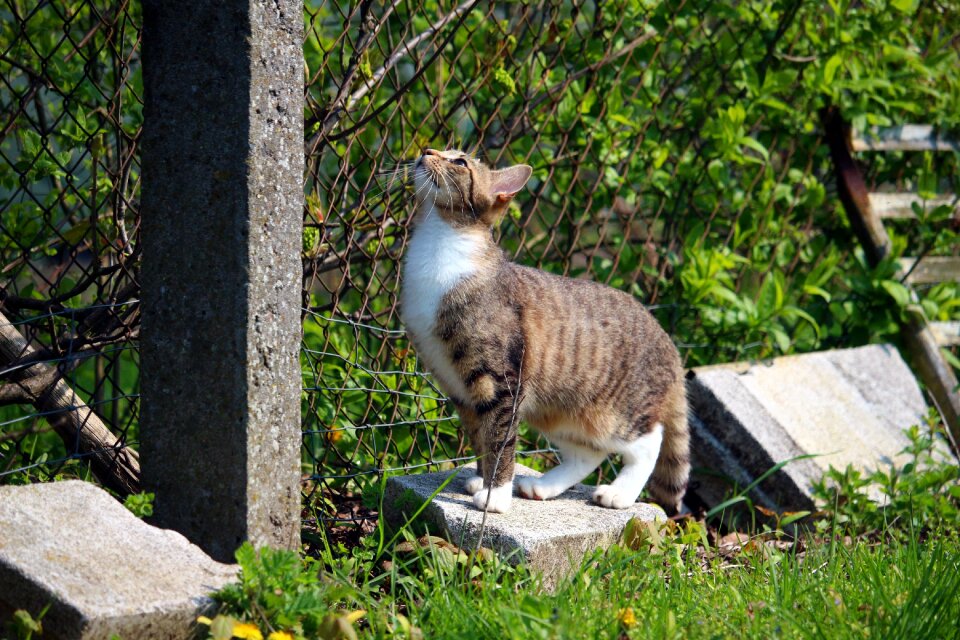 Mackerel tiger cat cat baby