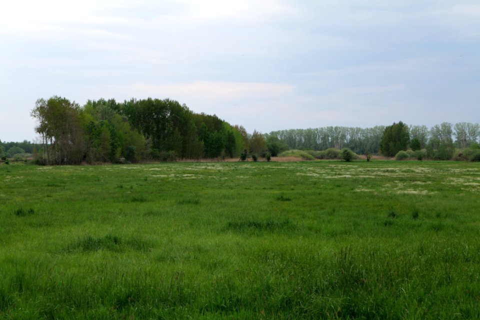 Kremmener Luch 2020-05-10 01
