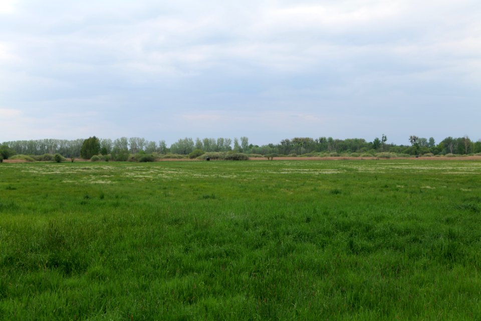 Kremmener Luch 2020-05-10 04