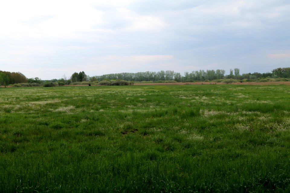 Kremmener Luch 2020-05-10 10