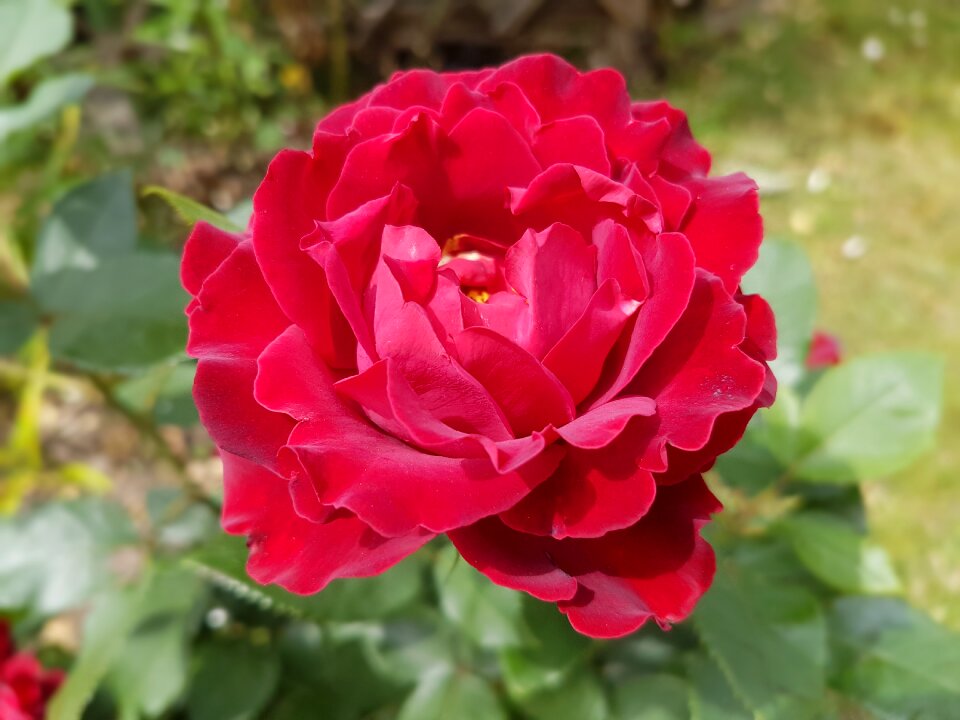 Red rose summer july