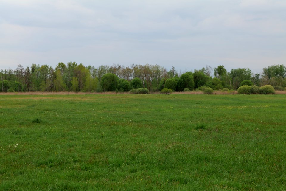 Kremmener Luch 2020-05-10 38