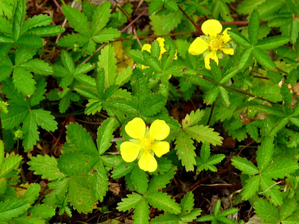Kriechendes Fingerkraut Kohlbruck