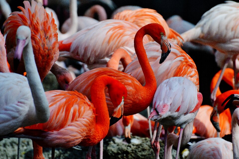 Birds colorful tierpark hellabrunn