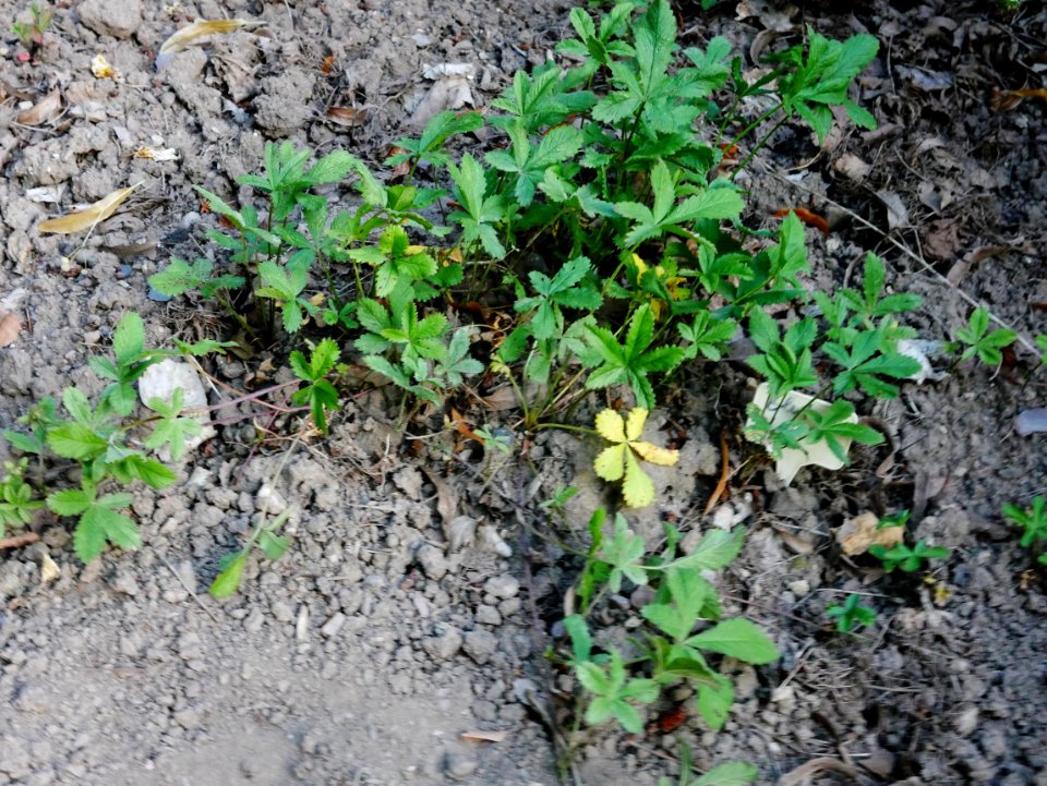 Kriechendes Fingerkraut RoscheiderhofH1a